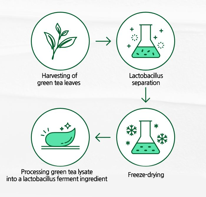 Innisfree - Derma Green Tea Probiotics Cream